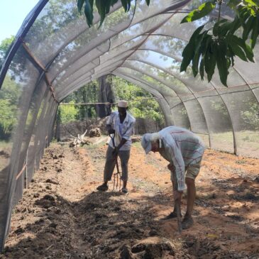 Projet agricole au Kenya