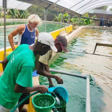 Soucis de production de spiruline au Kenya